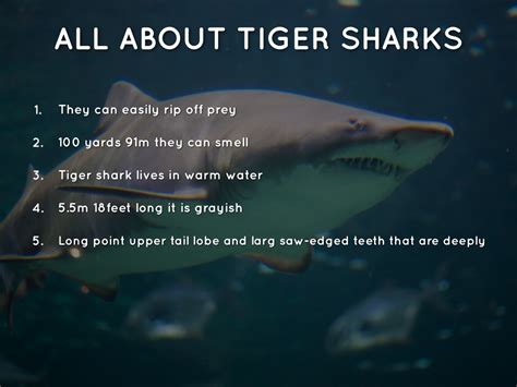 interesting facts about tiger sharks – facts about sharks for kids ...