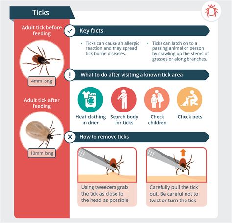 How To Treat Tick Bites