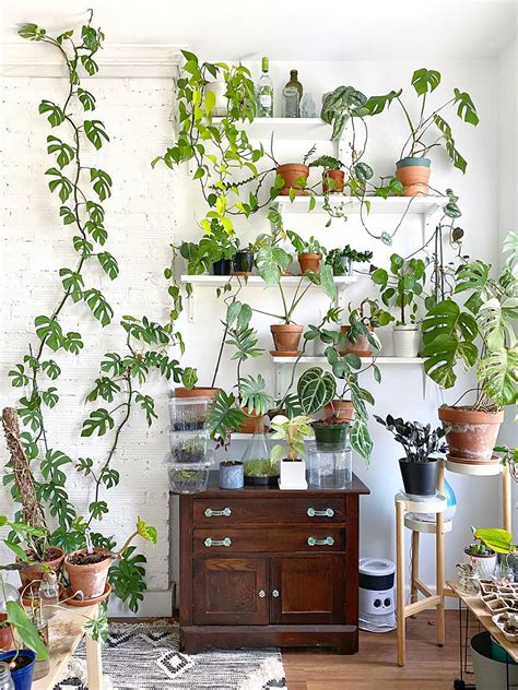 9 Creative Ways Plant Lovers Display Their Greenery | DC, VA & MD Real ...