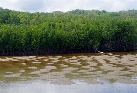 Sand pattern and Rhizophora stylosa, Back Beach, Yarrabah,… | Flickr