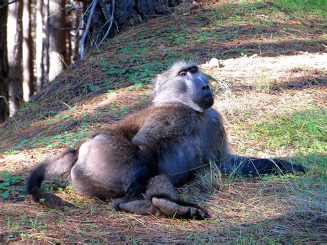 The Adventures of an Aspiring Primatologist: Chacma Baboon Behavior