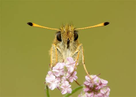 How does a butterfly smell? | Types of butterflies, Butterfly species, Moth