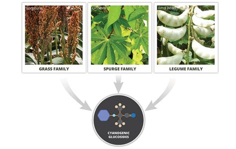 How Plants Make, Store and Use Toxins