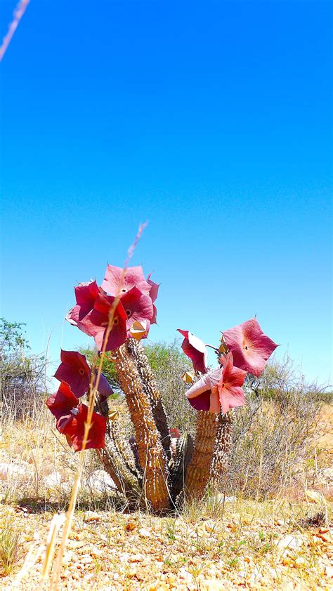 #Desert #Plants #Namibia #Hoodia Unusual Plants, Exotic Plants, Cool ...