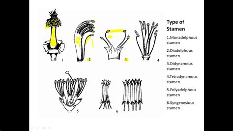 Botany - Types of Stamens - YouTube