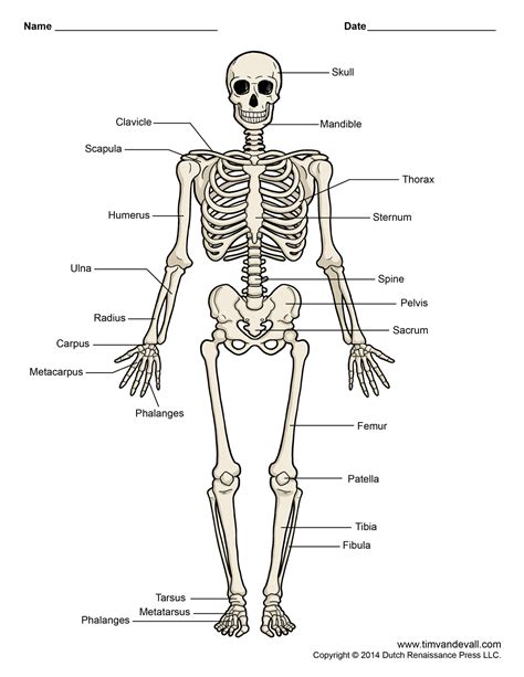 human-skeleton-diagram - Tim's Printables