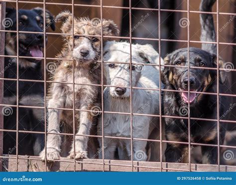 Four Puppies Behind Bars in a Cage Stock Photo - Image of homeless ...