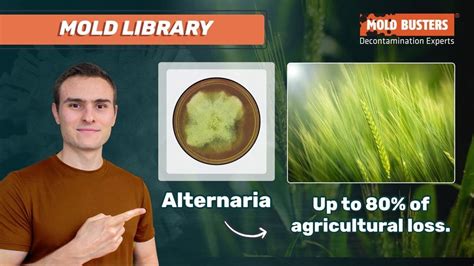 🦠Alternaria - 📚Mold Library - Mold Busters - YouTube