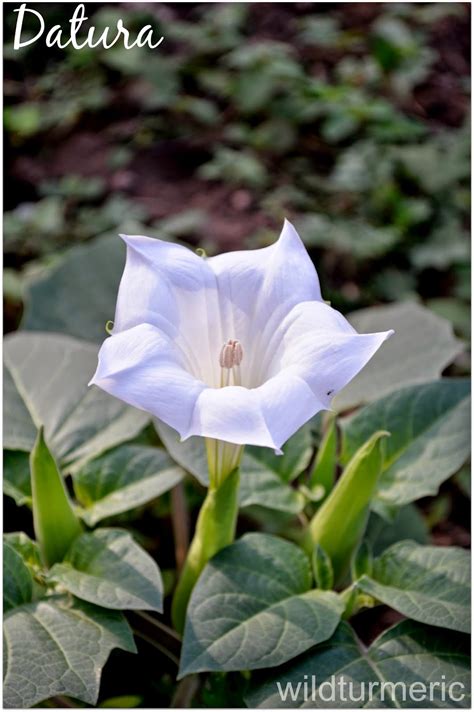 Health Benefits, Uses & Side Effects of Datura Flowers, Seeds & Leaves ...