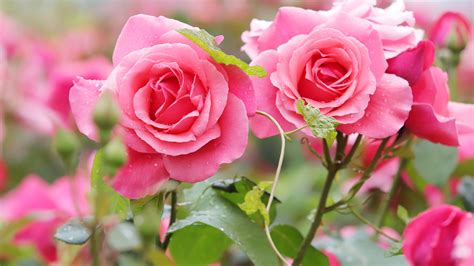 Two Pink Rose Flowers With Leaves 4K 5K HD Flowers Wallpapers | HD ...