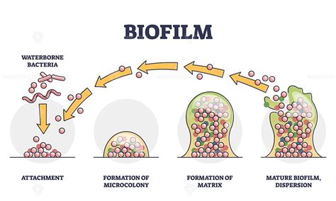 Biofilm formation stages with development and dispersion outline ...