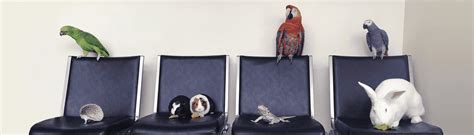 Consider Adding Exotic Pets to Your Practice - Vetsource