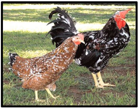 Animals | Free Full-Text | Local Chicken Breeds of Africa: Their ...