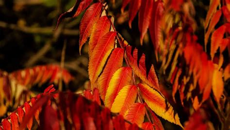 How To Plant Low Grow Sumac? (Read This Before Moving On!)