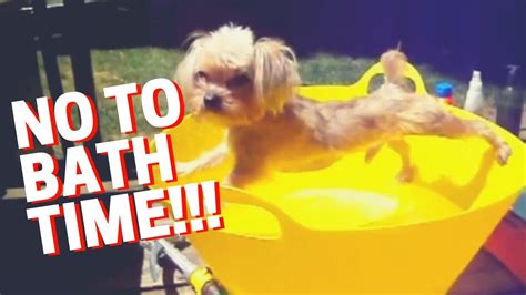 🔴 Dog Doesn't Want to Take a Bath - Funny Dog Bathing Compilation - YouTube