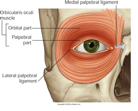 Science 3 > Foster > Flashcards > Head and Neck | StudyBlue | Anatomy ...