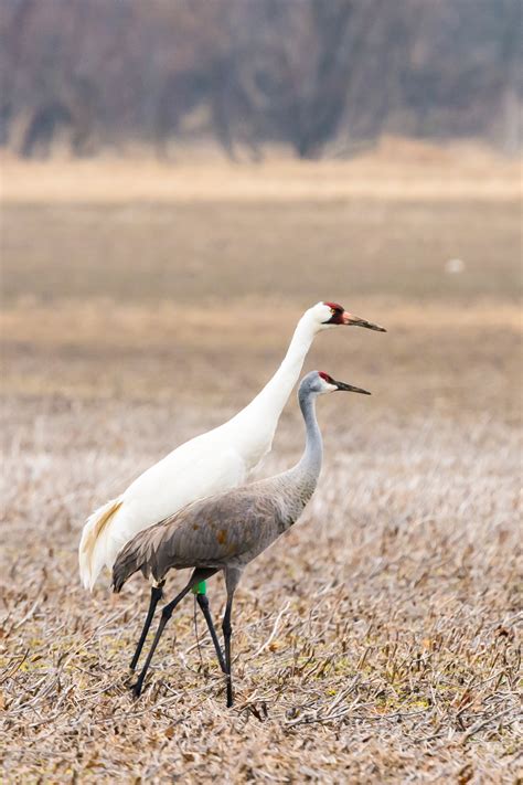 Saving Whooping Crane Habitat - Sycamore Land Trust