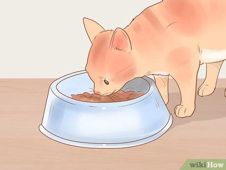 How to Administer Insulin to a Cat (with Pictures) - wikiHow