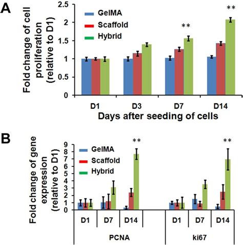 Proliferation rates of MDA-MB-231 cells in GelMA, scaffold and hybrid ...