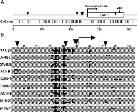 Methylation analysis of the CpG island of the HIF-1 a gene. ( A ...