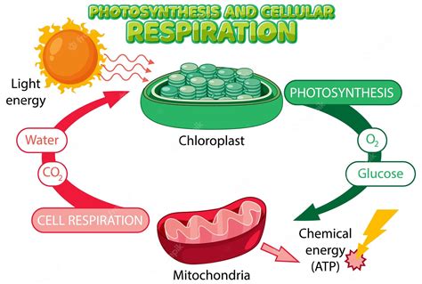 Cellular Respiration Diagram