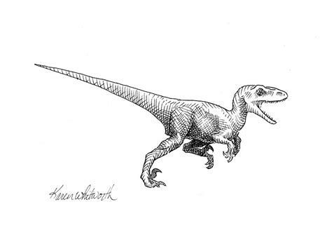 Velociraptor - Jurassic Dinosaur Science Illustration Black and White ...