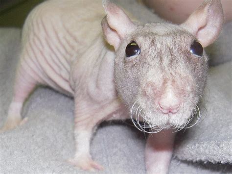 Ratchet, a hairless rat, hairless rats HD wallpaper | Pxfuel