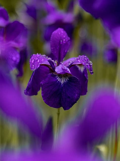 What Is The Symbolic Meaning Of The Iris Flower? — Amanda Linette Meder