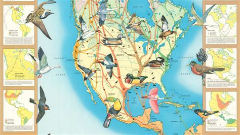 Bird Migration Map of North America | Curtis Wright Maps