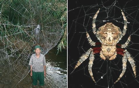 Darwin's bark spider - Alchetron, The Free Social Encyclopedia