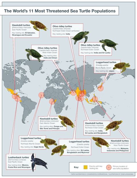 Endangered turtles | Save the sea turtles, Sea turtle, Sea turtle species