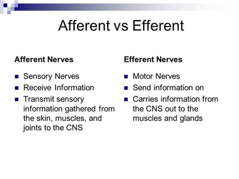 afferent nerves (sensory: receive info) vs efferent nerves (motor: send ...