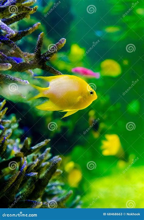 Yellow fish in aquarium stock image. Image of life, world - 68468663