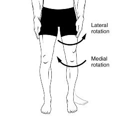 Medial And Lateral Rotation