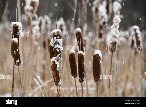 Winter cattails hi-res stock photography and images - Alamy