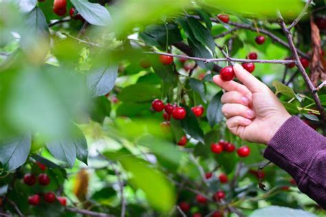 Cherry Picking Stock Photos, Pictures & Royalty-Free Images - iStock