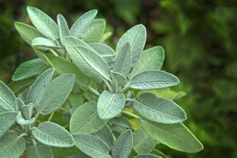 Odla Salvia - odlingsråd i växtbiblioteket på Odla ätbart