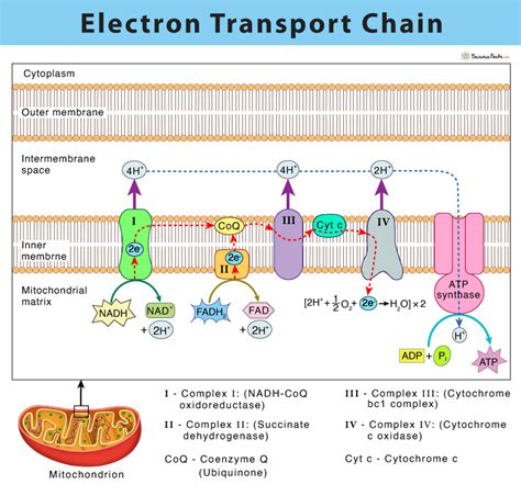 Electron Transport Chain: Definition, Steps, and Diagram