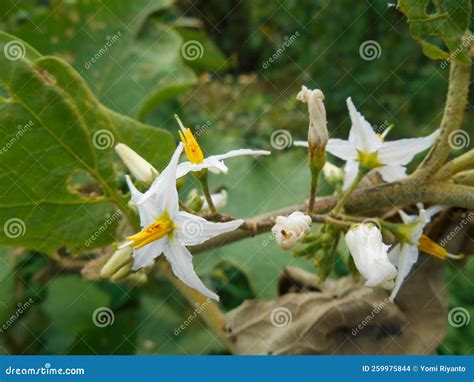 Photographing Solanum Torvum Flowers Stock Photo - Image of autumn ...