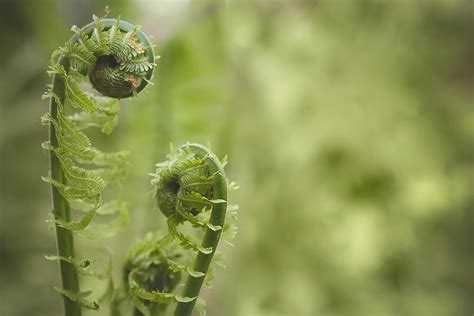 Our Guide to Fiddleheads: What are Fiddlehead Ferns? | First Choice