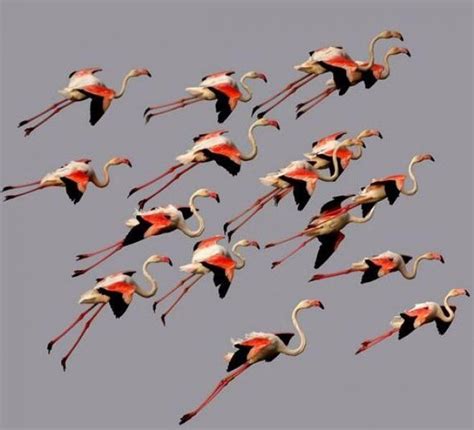 Flock of flamingos flying | Beautiful birds, Pet birds, Birds flying