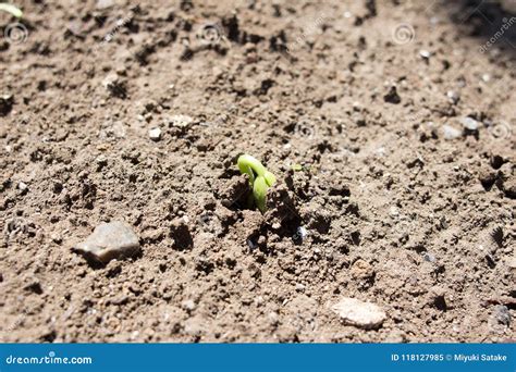 Sprouting soybean stock image. Image of macro, organic - 118127985