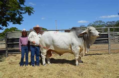 Brahman Cattle Australia : Australian Brahman Breeders Association ...