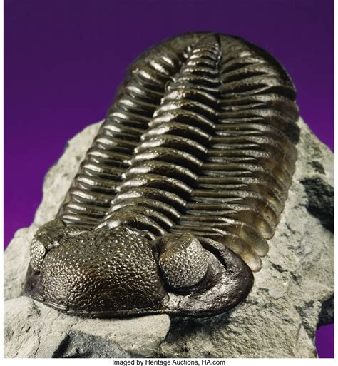 LARGE AND RARE TRILOBITE. ... Fossils Trilobites | Lot #38343 ...