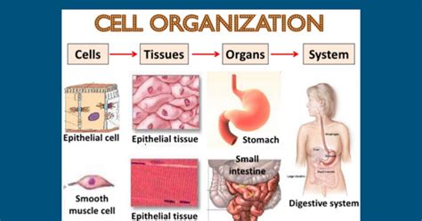 cells tissues organs systems - Google Slides