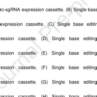 Base editing efficiency with different gRNA promoters. (A) Single base ...