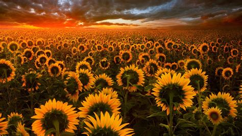 1920x1080 Sunflower Field Laptop Full HD 1080P HD 4k Wallpapers, Images ...