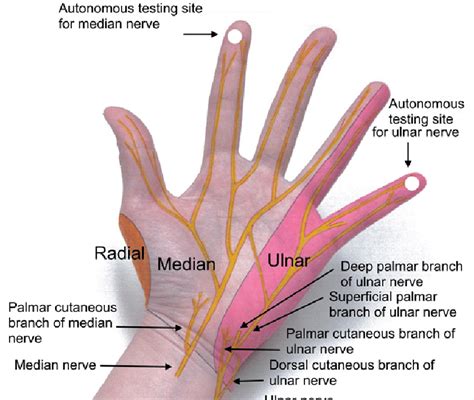 Tendon Diagram Of Hand / Wrist Tendonitis: An Overview / Fundamentals ...