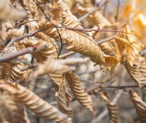 Bare Root Hornbeam for Sale: A Hardy Tree with Seasonal Appeal - King ...