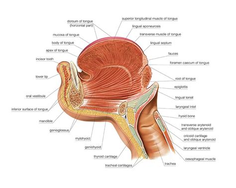 Tongue Anatomy Diagram - Anatomical Charts & Posters